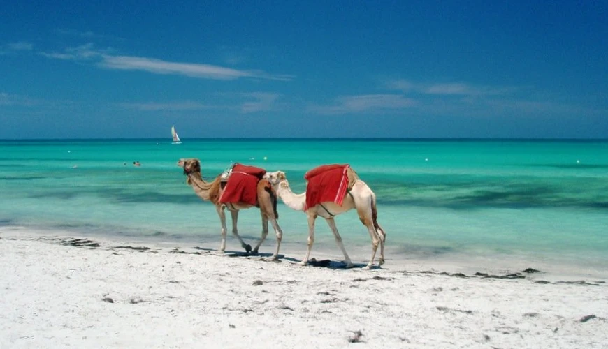 Découvrez les Plus Belles Plages de Djerba en Louant une Voiture avec Rania Rent Car